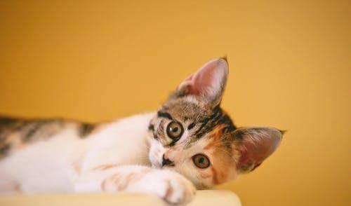 娱乐吃瓜酱牛奶猫,揭秘牛奶猫的神秘魅力